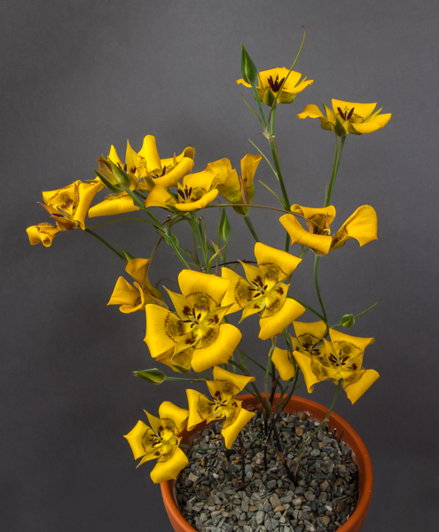 Plant Photography for the Online Flower Show - Alpine 