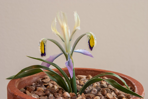 iris narbutii against a painted wall