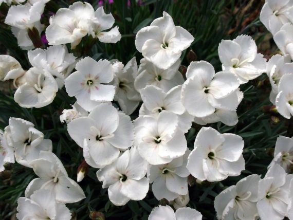 Dianthus 'Dewdrop' alpine garden June choices
