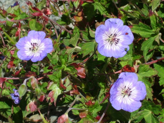 Geranium wallichianum 'Buxton's Blue'
