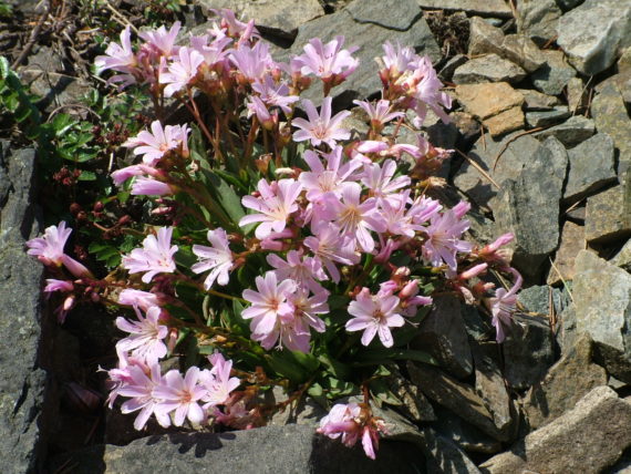 Lewisia 'Pinkie' - alpine garden in June