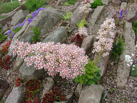 alpine garden June