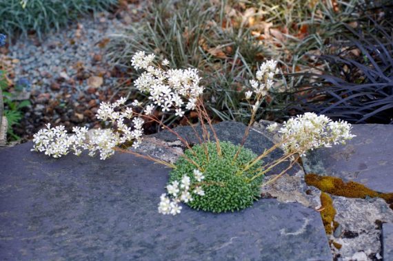 Saxifraga silver leaved hybrid alpine garden in June