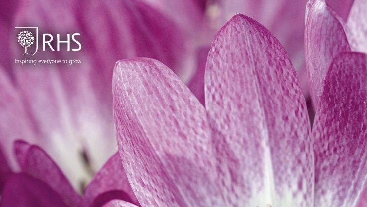 Colchicum: the complete guide, RHS monograph