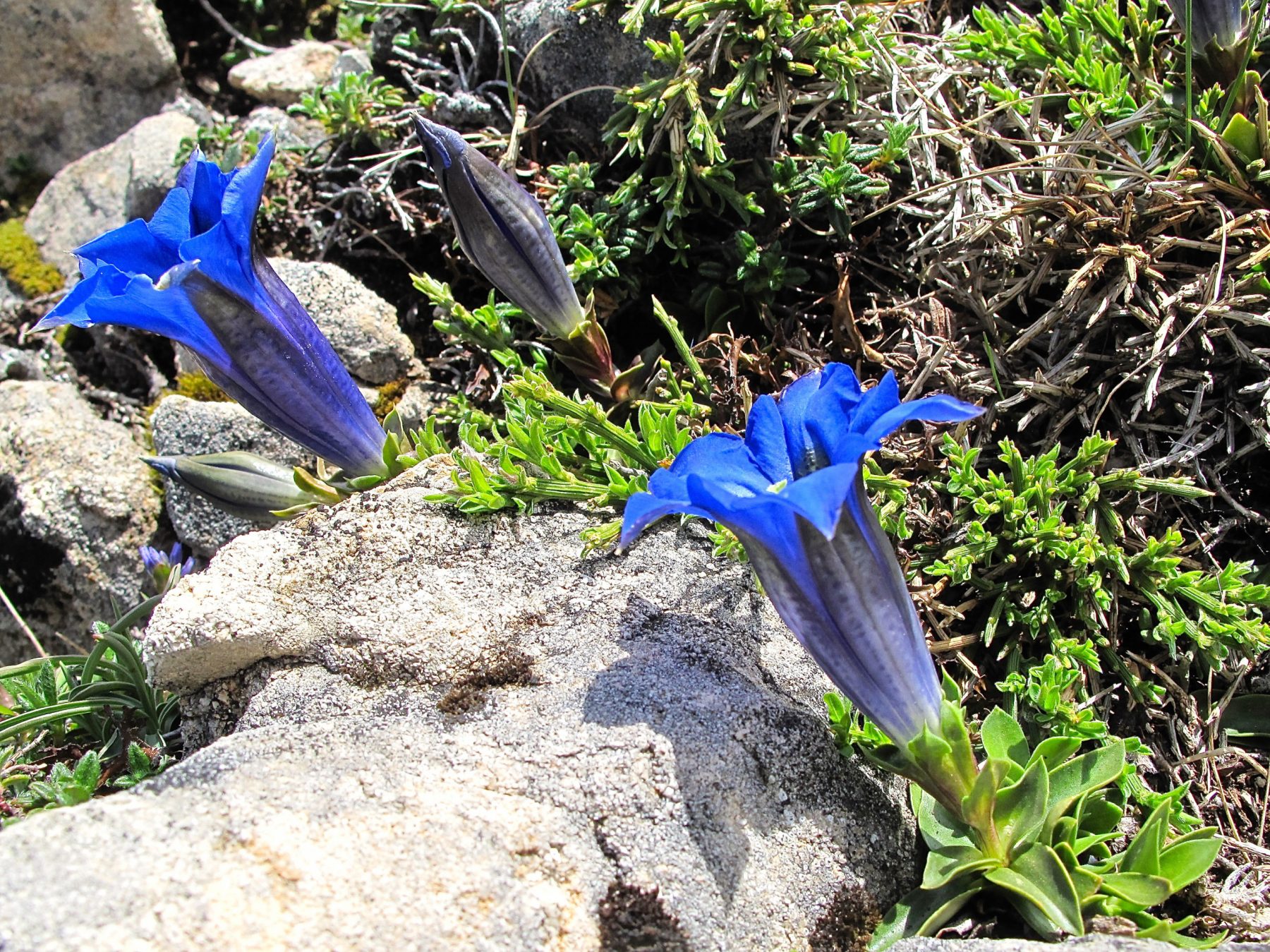 gentiana occidentalis (pyrenean trumpet gentian) - alpine garden