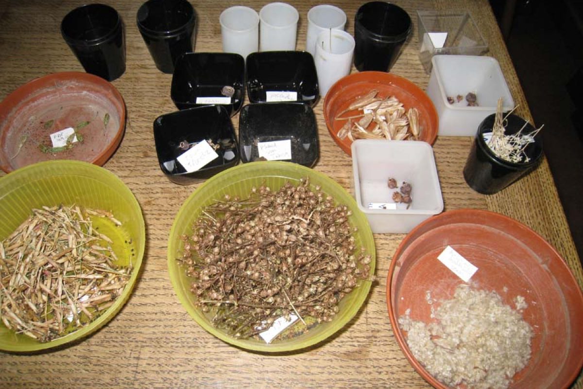 Seed Collection