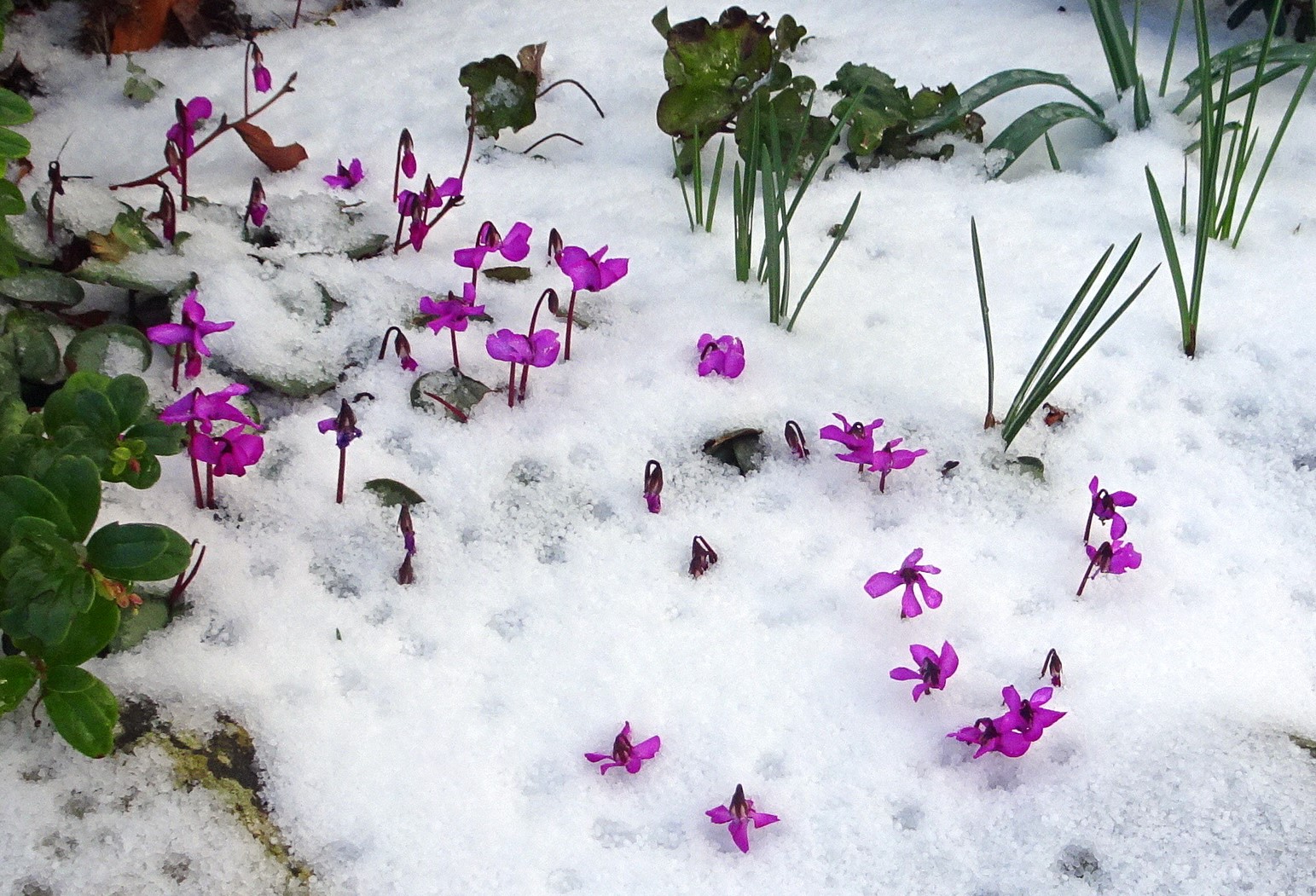 Hardy Cyclamen for All Seasons - Alpine Garden Society
