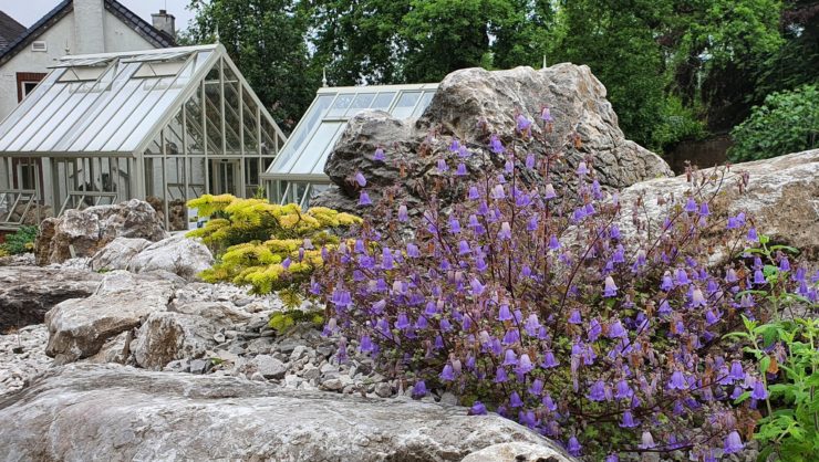 alpine conservation grants - Symphyandra zangezura on the Alan King rock garden in Birmingham Botanic Garden