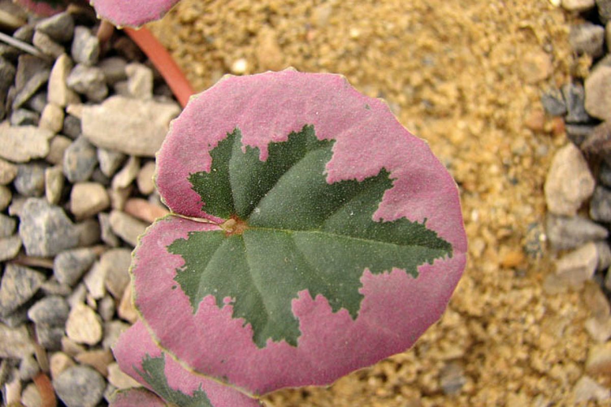 Cyclamen mirabile 'Tilebarn Nicholas' single leaf