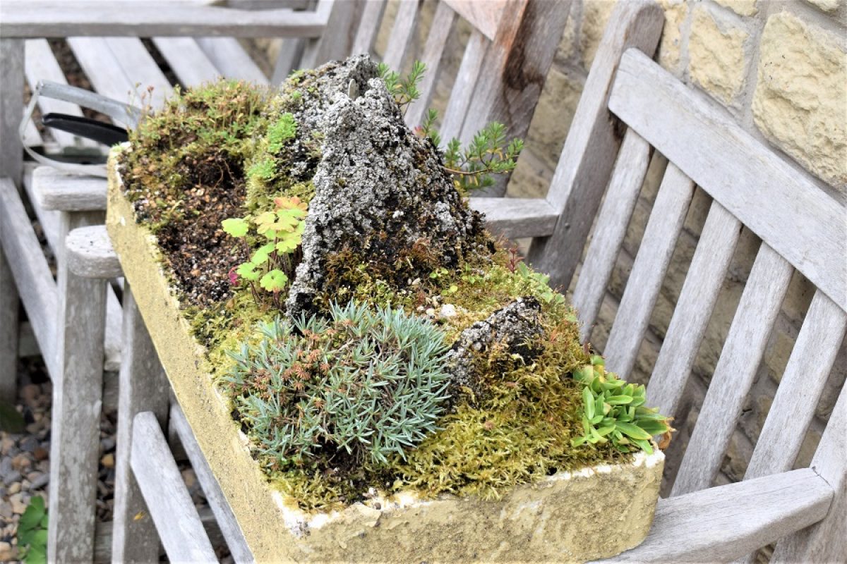 alpine plants during climate change, polystyrene trough