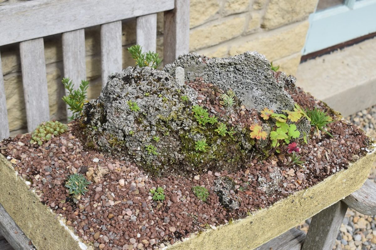 replanted alpine trough