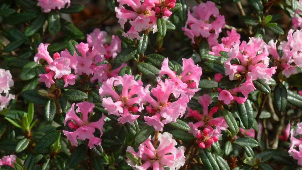 Rhododendron primulaeflorum 'Doker La' - John Good