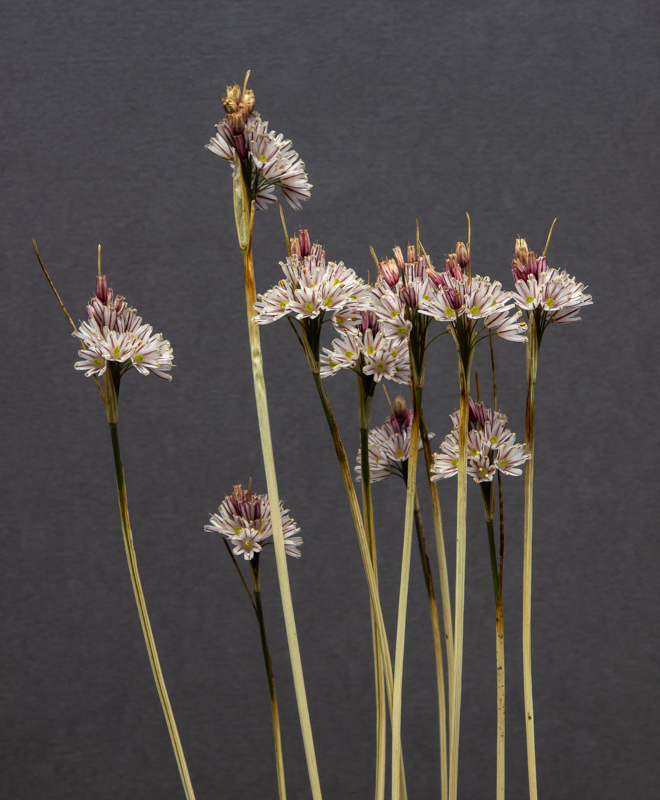 Allium callimischon subsp callimischon exhibited by David Carver