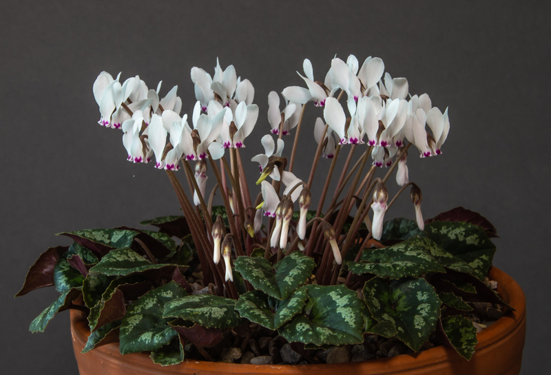 Cyclamen cyprium exhibited by Don Peace