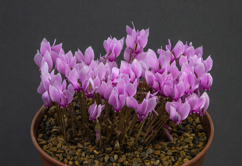 Cyclamen hederifolium fragrant group exhibited by Michael Wilson