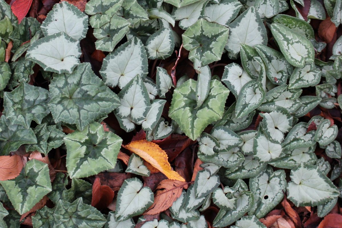 Cyclamen hederifolium leaf variations