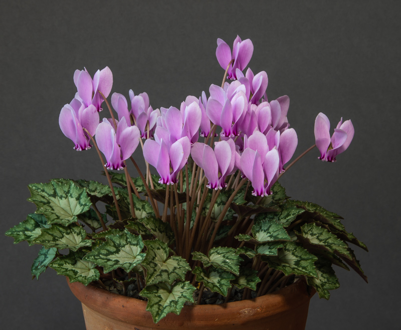 Cyclamen hederifolium exhibited by Bob and Rannveig Wallis