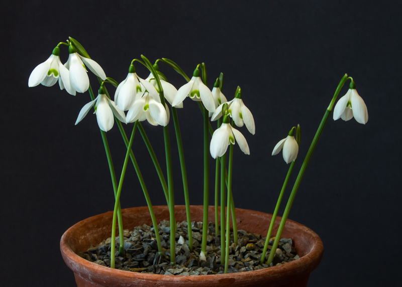 Galanthus corcyrensis exhibited by Bob and Rannveig Wallis