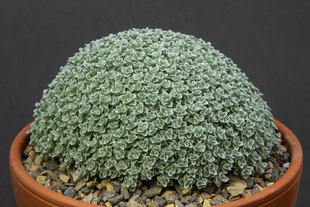 Helichrysum pagiophyllum exhibited by David Carver