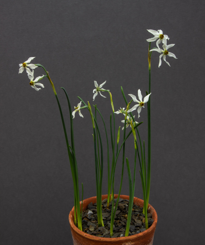 Narcissus elegans exhibited by Bob and Rannveig Wallis