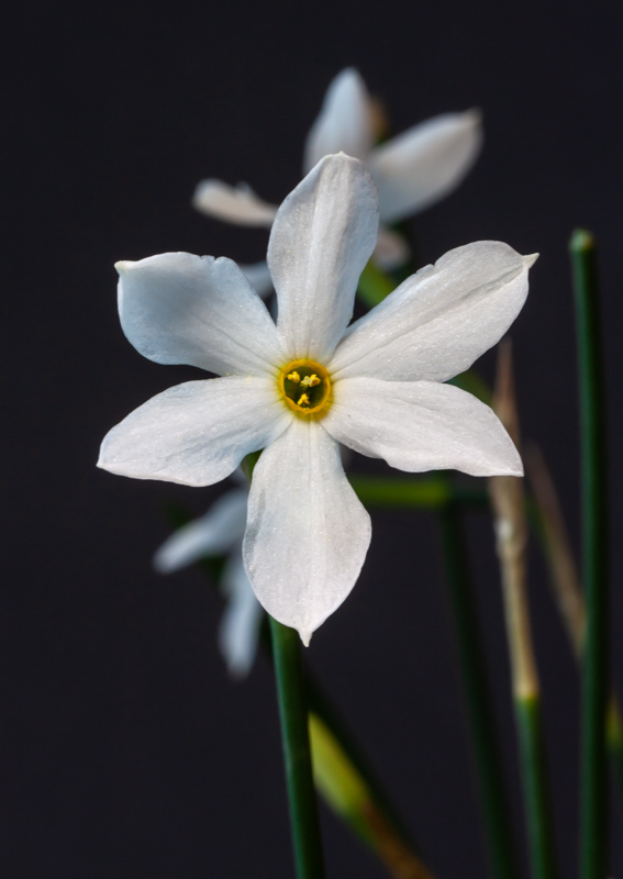 Narcissus obsoletus exhibited by Bob and Rannveig Wallis
