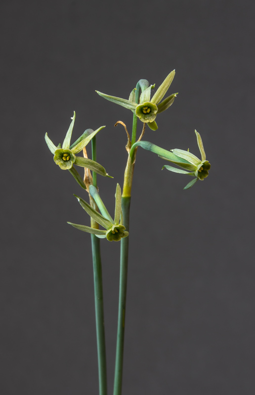 Narcissus viridiflorus exhibited by Jon Evans