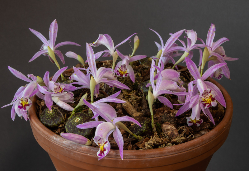 Pleione 'Confirmation' exhibited by Ian Robertson