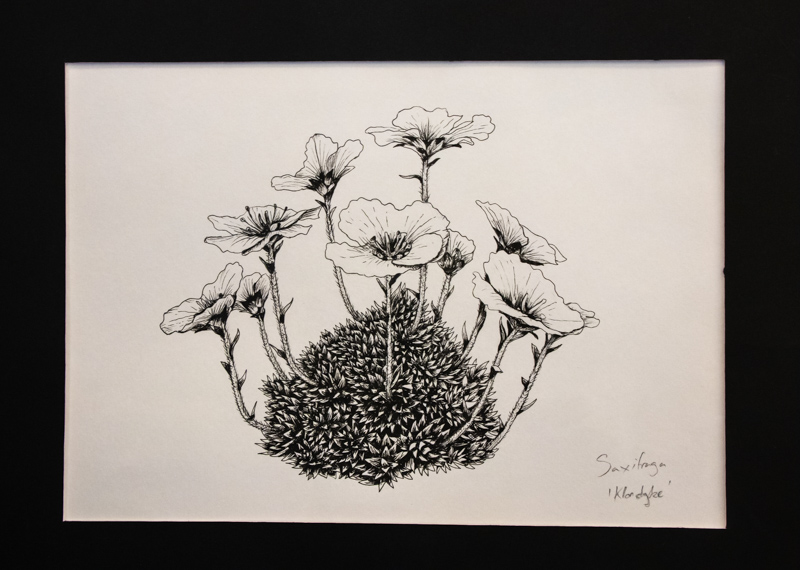 Saxifraga Klondike by Gemma Hayes
