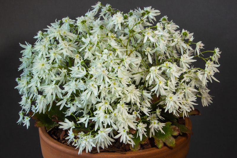 Saxifraga fortunei 'Shiranami' exhibited by Don Peace
