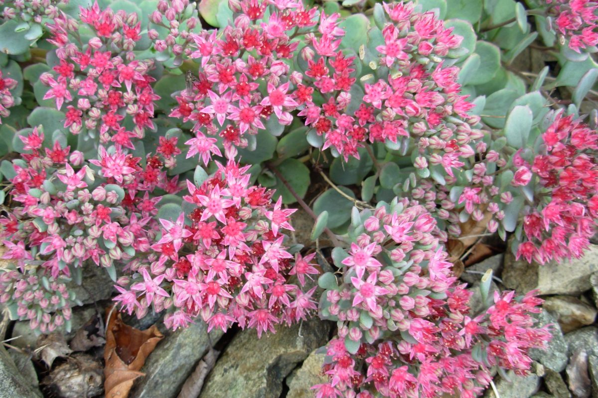 autumn alpine flowers Sedum hidakanum