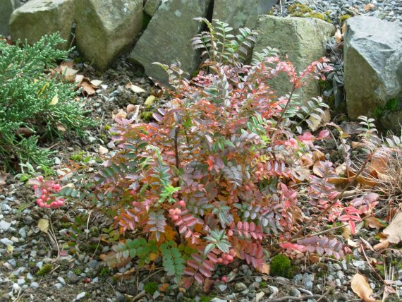 autumn berries rock garden sorbus reducta