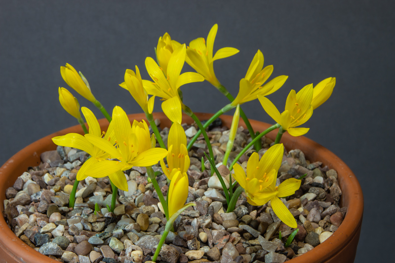 Sternbergia greuteriana exhibited by Don Peace