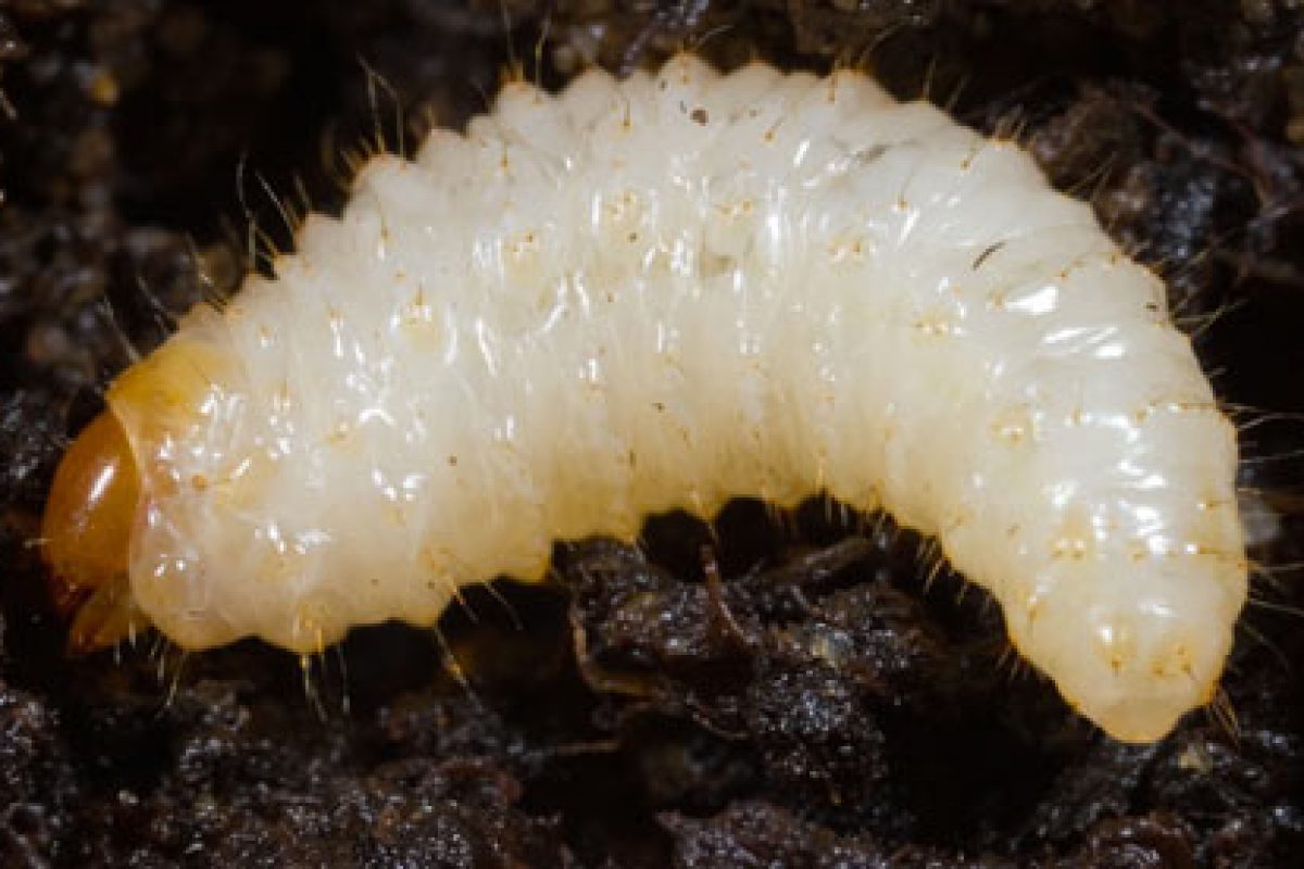 Vine weevil larva