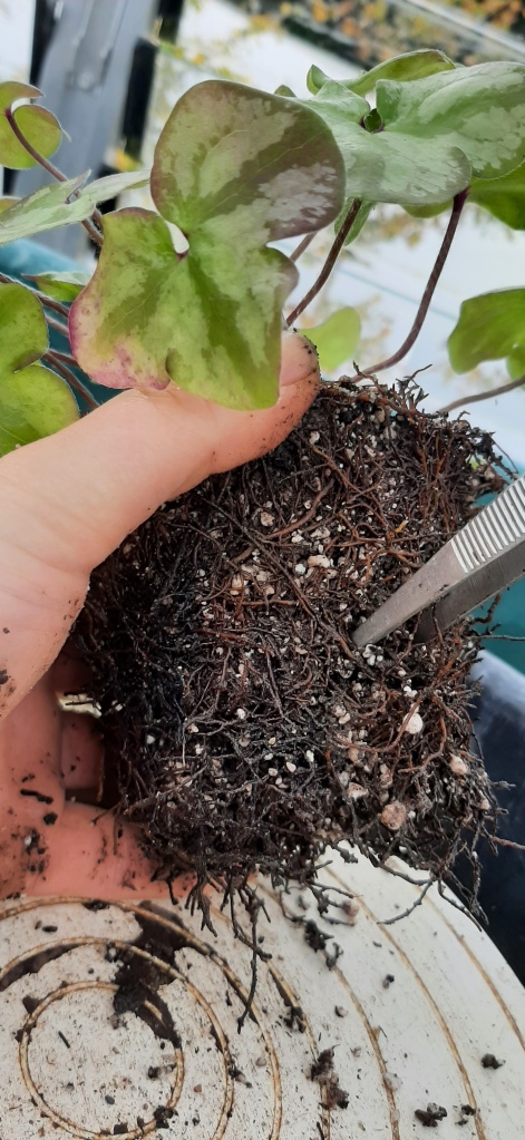 Autumn tasks Tweezing out compost between Hepatica roots