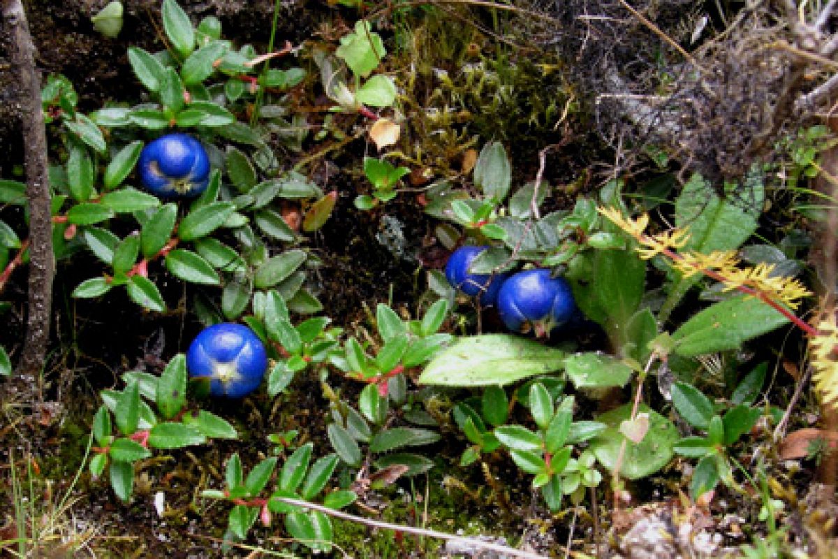 Gaultheria trichophylla blue berries