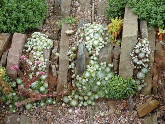 Sempervivums in the crevice garden at AGS, Pershore