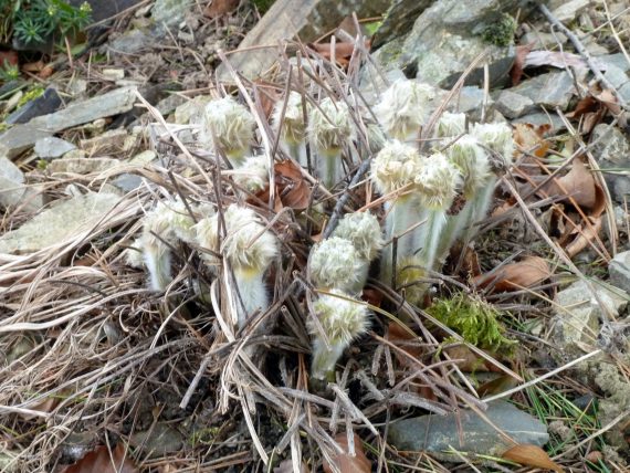 Tidying up Pulsatilla plants is one of the winter jobs in the alpine garden. Pulsatilla buds emerging through dead foliage