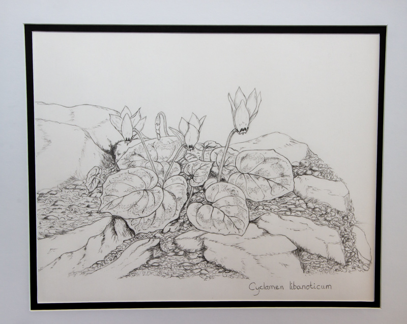 Drawing of Cyclamen libanoticum exhibited by Lesley Travis