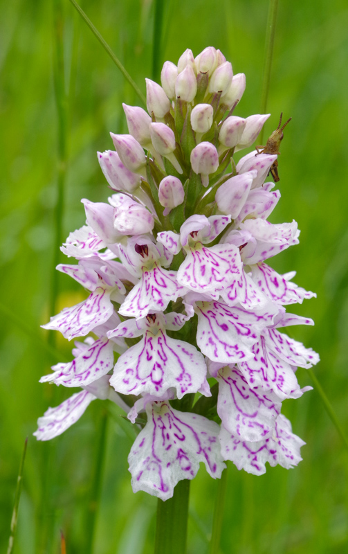 Dactylorhiza maculata and friend taken by Janet Hails