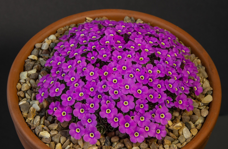 Dionysia hybrid Claire ENF/MK03146/7 exhibited by Paul & Gill Ranson