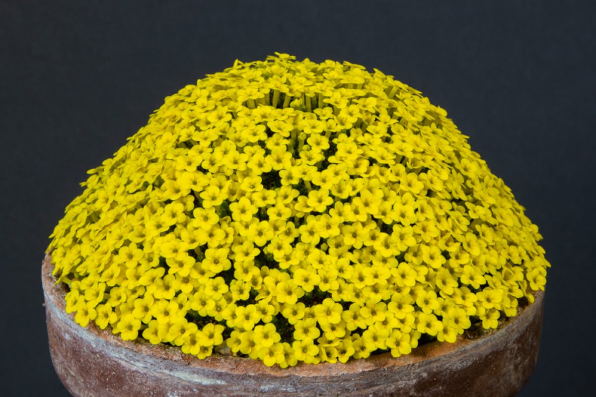 Dionysia tapetodes exhibited by Paul & Gill Ranson