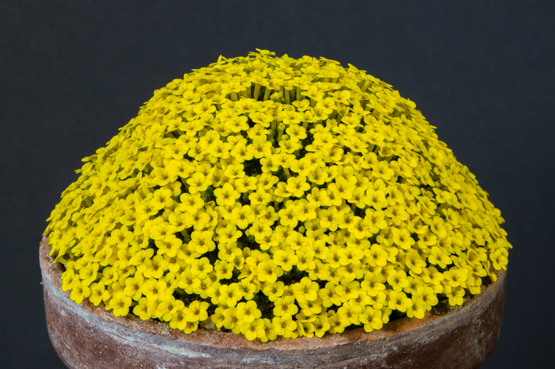 Dionysia tapetodes PMR10R1314/16 exhibited by Paul & Gill Ranson - AGS Seed Distribution Award