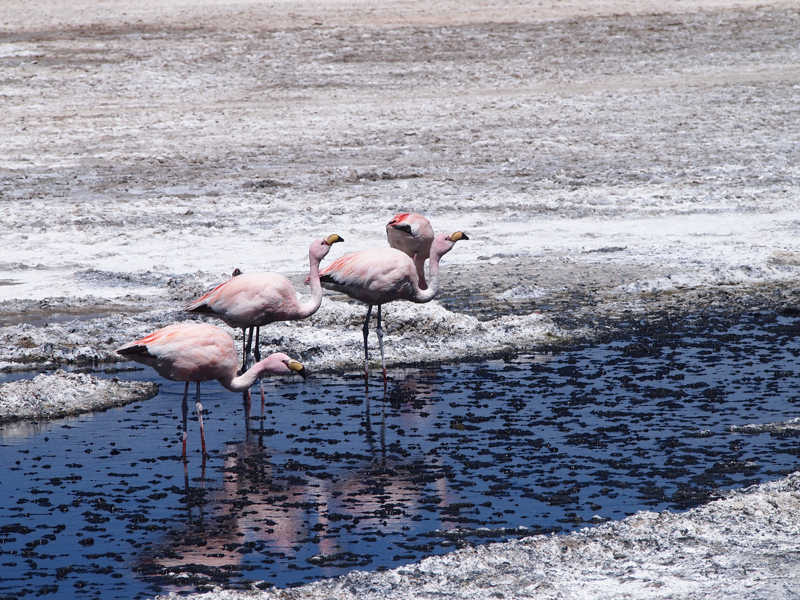 Flamingos taken by James Miller