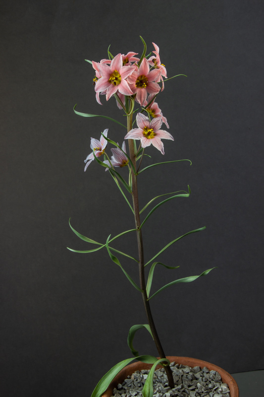 Fritillaria ariana exhibited by George Elder