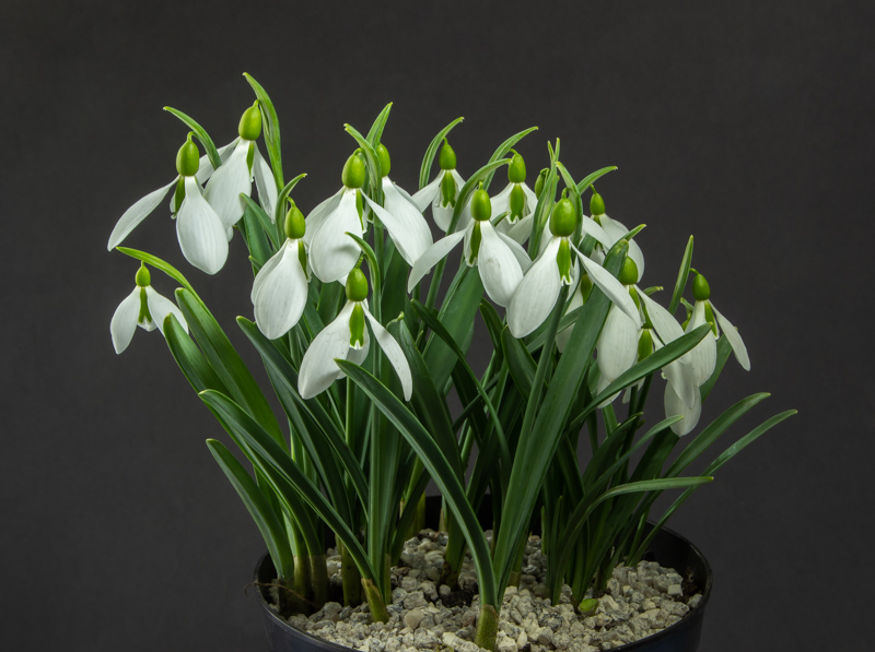 Galanthus Duckie exhibited by Sue Bedwell