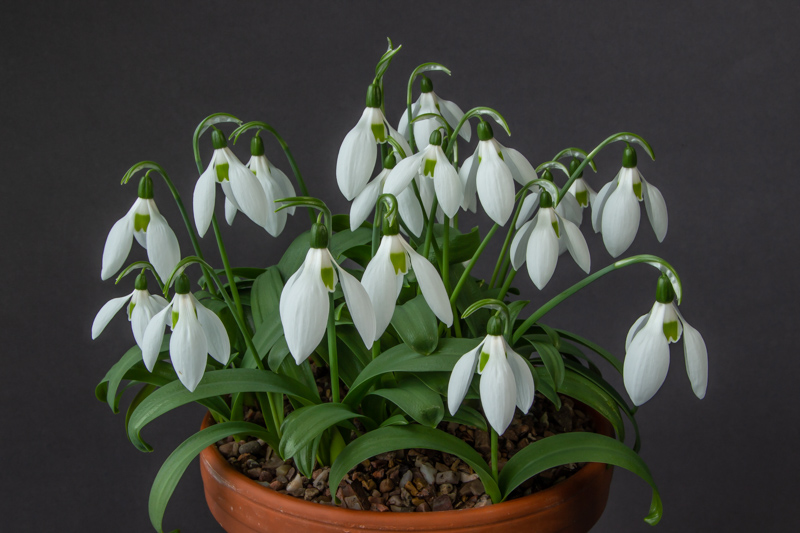 Galanthus ikariae exhibited by Don Peace - Galanthus Goblet