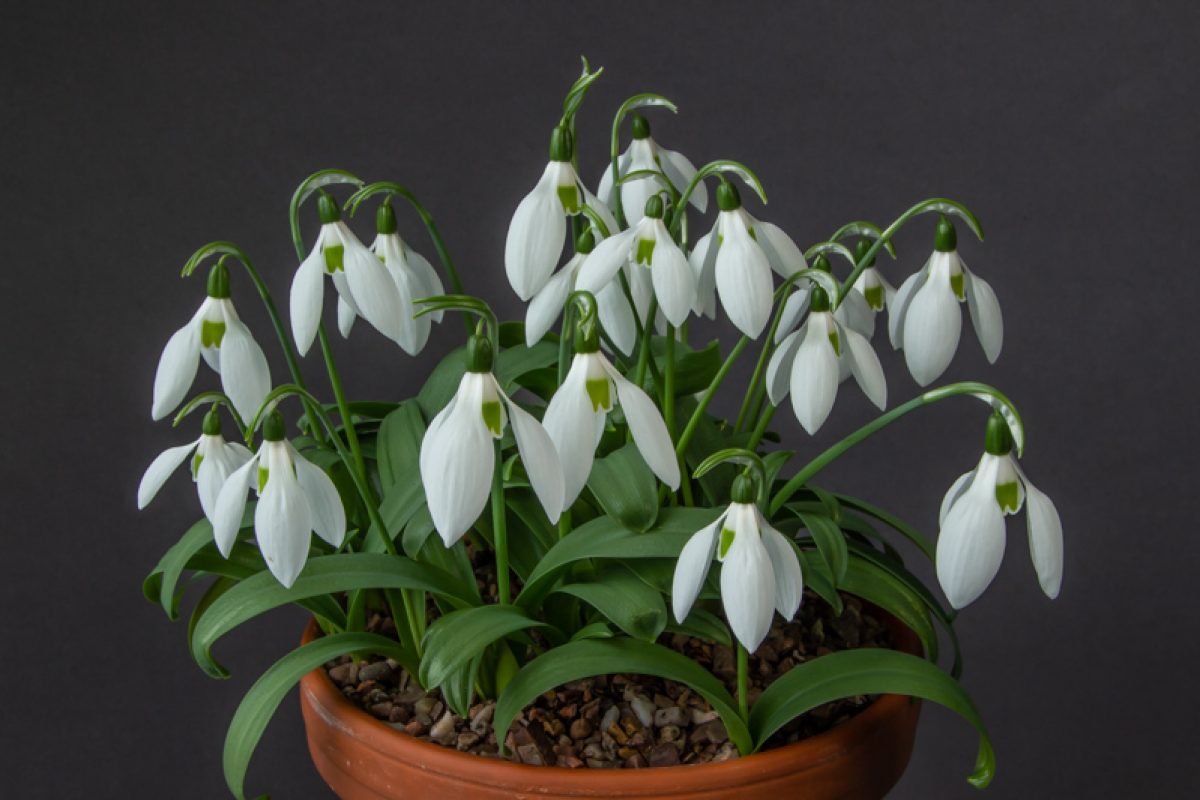 Galanthus ikariae exhibited by Don Peace