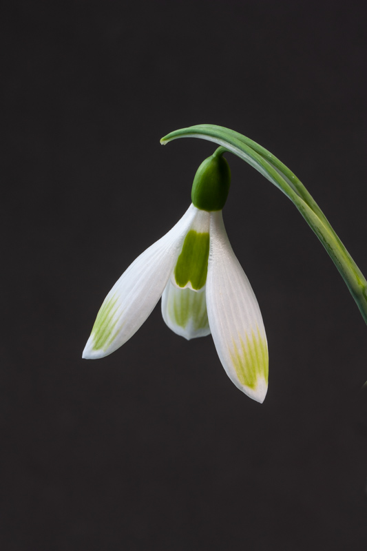 Galanthus seedling exhibited by Roger Norman