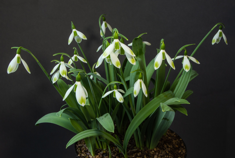 Galanthus seedling exhibited by Roger Norman