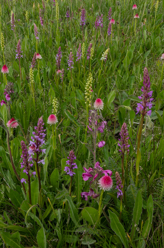 Exceptional mountain orchid meadow taken by Bob Gibbons